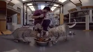 Центр питания животных Hill's глазами кошки.