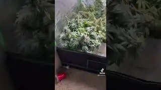 pot smokin