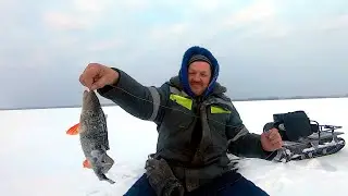 Открыл сезон и сразу на собаке! ОНЕГО, Карелия, Заонежье 2023-24 г.г