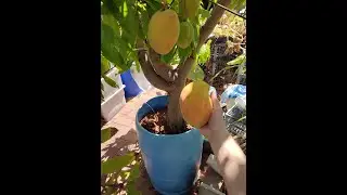 Hydroponic Mango
