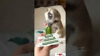 Самый любимый корнишончик #meerkat #сурикотики #cat #шпротик
