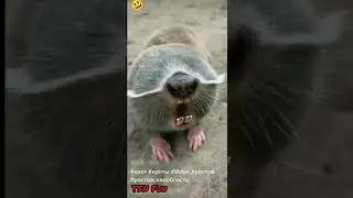 крот - слепыш  землеройка 1
