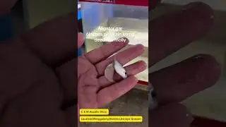 Aligator gar 6inches,pinakain ko ng deads na molly