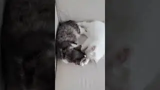they fell asleep while wrestling 😴 #cat #catlover #kitten #cutecats