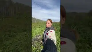 Горох