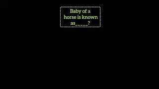 Baby of a horse is known as.........? #gkwithprima #quiz #gk #babyhorse #gkquestion