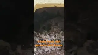 Baby birds and momma in bird house