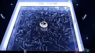 Really active Betafite cloud chamber (new version -44degC) Chambre a brouillard 2