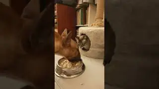У Данчика обед 😜 