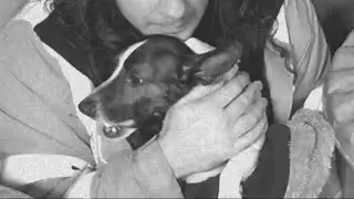 Loop Vlog 14 - Goodbye Mr Nibbles