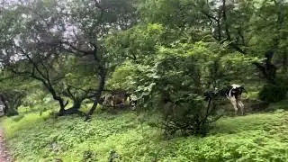 خريف وظلال وأبقار! 🍂🐮 | مشهد ريفي أصيل من جنوب عمان