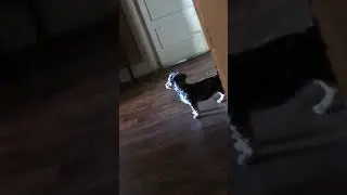 Gypsy barking for absolutely no reason
