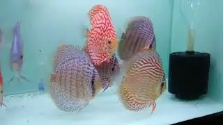 New Discus Fish friend