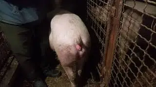 ИСКУССТВЕННОЕ  ОСЕМЕНЕНИЕ   СВИНЕЙ!!!!!!!!!!!!!!!!!!!!!!!!!!!!