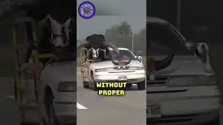 Huge bull in a car