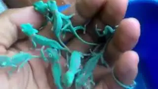 best video in the world