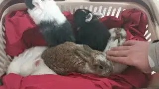 New baby bunnies team