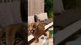 Недели котёнок Shorts (12) 