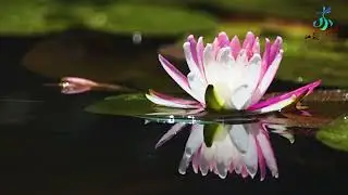 Have You Ever Spotted This Kind of Lotus Flowers? | Magical Spectacles in Jiangsu