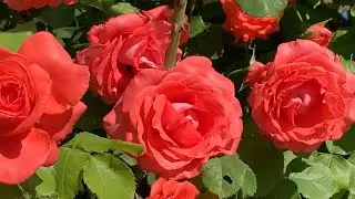 18 июня 2023 г. Розы. Коллекция.