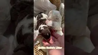 Malibu’s three toy poodle babies born 7-25-24! Cyndispoodles.com