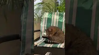✨Барсик отдыхает на Мальдивах 