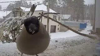 Стая особей женского пола овладела... территорией./A flock of female individuals took possession of.