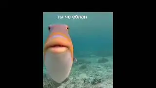 так умеют только рыбы: