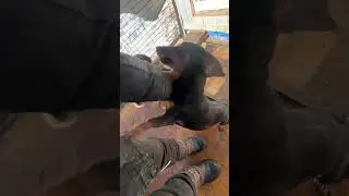 Лизон и друзья 🐾
