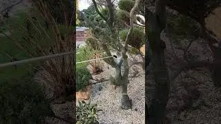 Як боротися з лишайником 