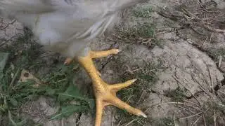 Omurgalılar şubesi Kuşlar sınıfı