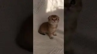 солнышко