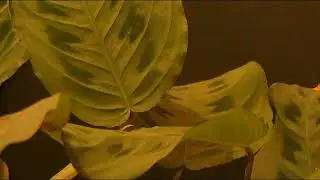 Хуже нет ждать и догонять