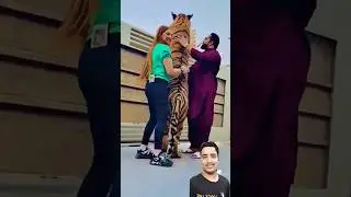 Lion Lover 😍🧐😉 shorts video reaction #funny #tiger #love #lion #vlog