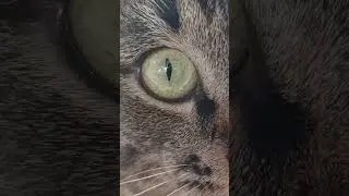 #cat #залетит #catfunny #кот #другой #catvideos #подпишись #котик #сварной #сварка #глаза