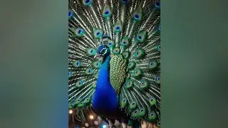 #Peacock#craft#peacockcraft#arts#crafting#drawing#colours#artandcraft