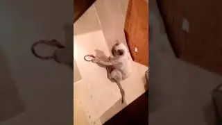 lulu doggy cat