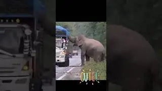 What are you doing Elephant??? Steal Sugar Cane?? 