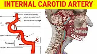 Internal Carotid Artery-segements and branches || Anatomy || MedCracker ||