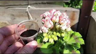 1 таблетка под любой цветок и все цветы оживут, позеленеют и пышно зацветут