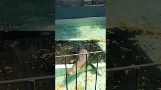 কুমির #shortsfeed #shortsvideo #shortsvideo #shortsviral