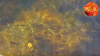 Прозрачная вода реки Волги в ноябре Отдых на Волге