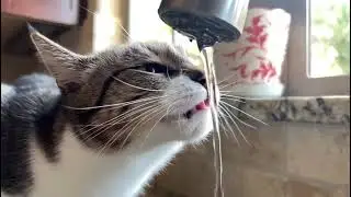 Thirsty cat || Kitty Poppins