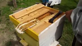 Подсадка неплодных маток в нуки