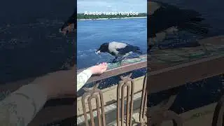Crow, water and sky