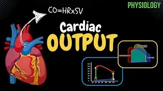 Cardiac Output - The Pressure-Volume Diagram EXPLAINED