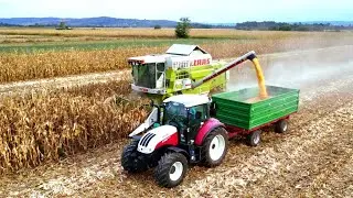 Claas Dominator Mega 204 | Corn harvest 2024 | STEYR 4120 MULTI