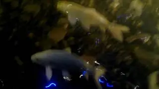 Японские карпы