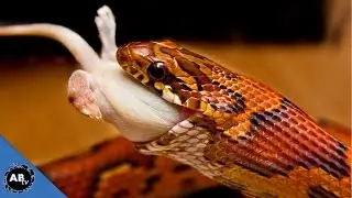 3 TIPS TO GET YOUR SNAKE TO EAT!! SnakeBytesTV