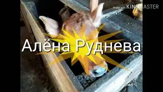У нас появился новый житель. Новый друг Багиры.